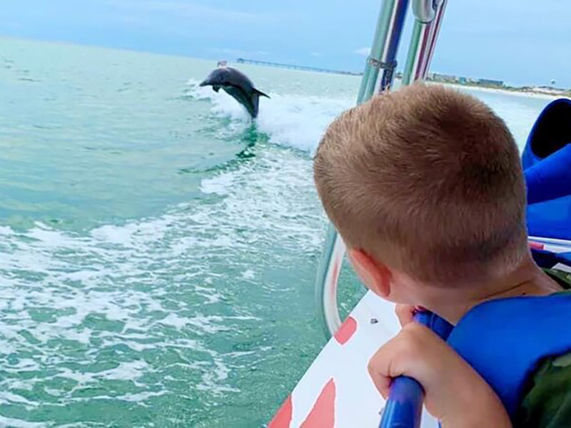 Things To Do Dolphin Watching Speedboat Cruise